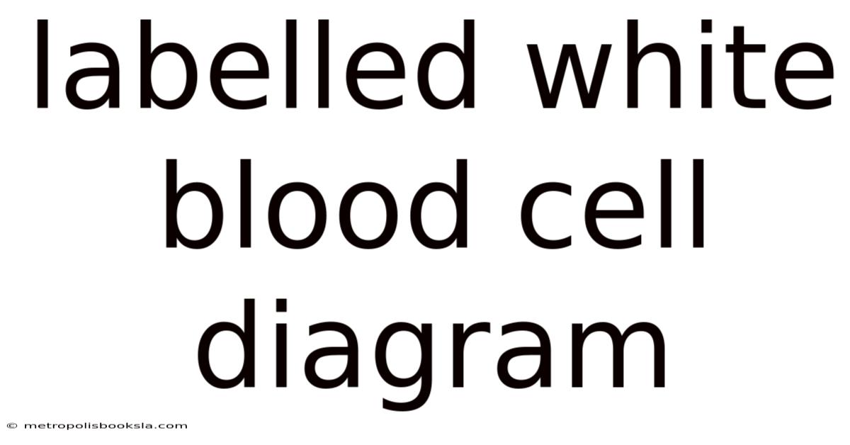 Labelled White Blood Cell Diagram