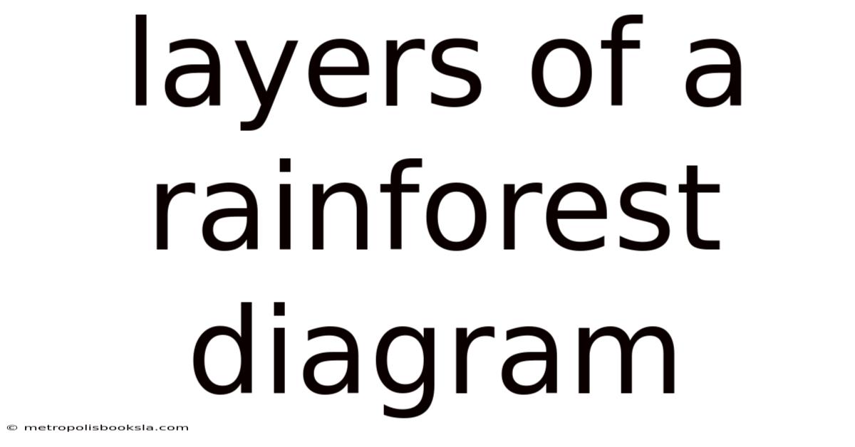 Layers Of A Rainforest Diagram