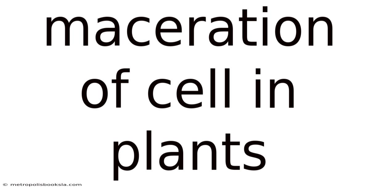 Maceration Of Cell In Plants