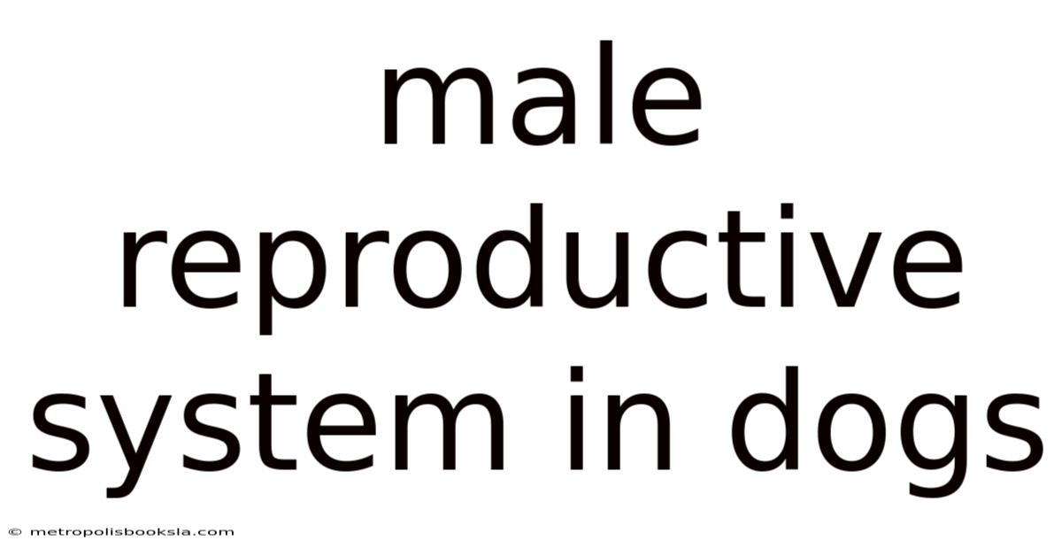 Male Reproductive System In Dogs