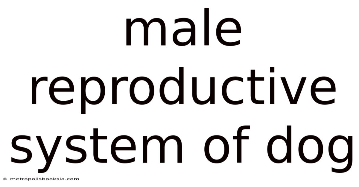 Male Reproductive System Of Dog