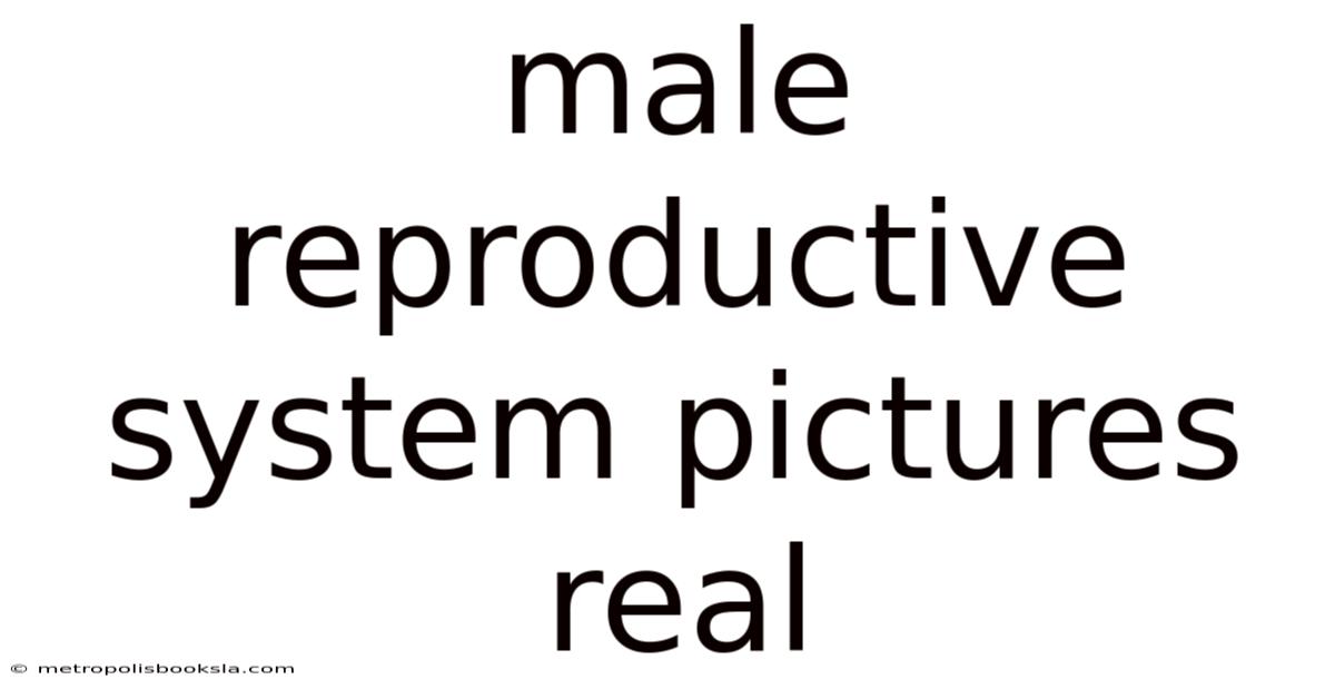 Male Reproductive System Pictures Real