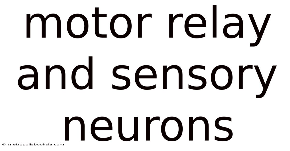 Motor Relay And Sensory Neurons