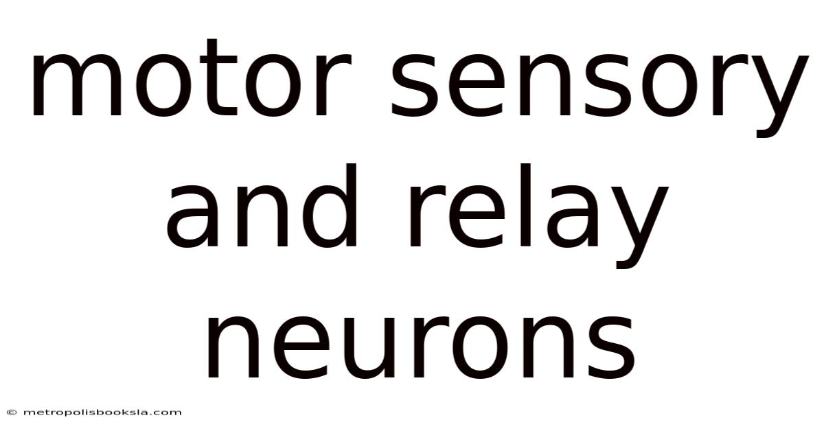 Motor Sensory And Relay Neurons