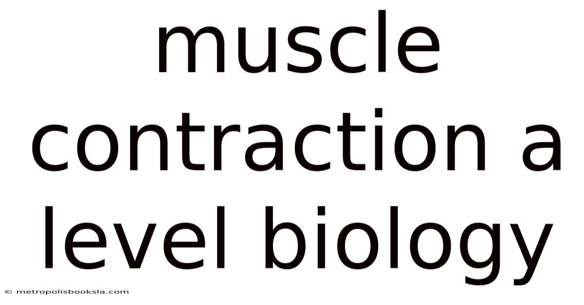 Muscle Contraction A Level Biology