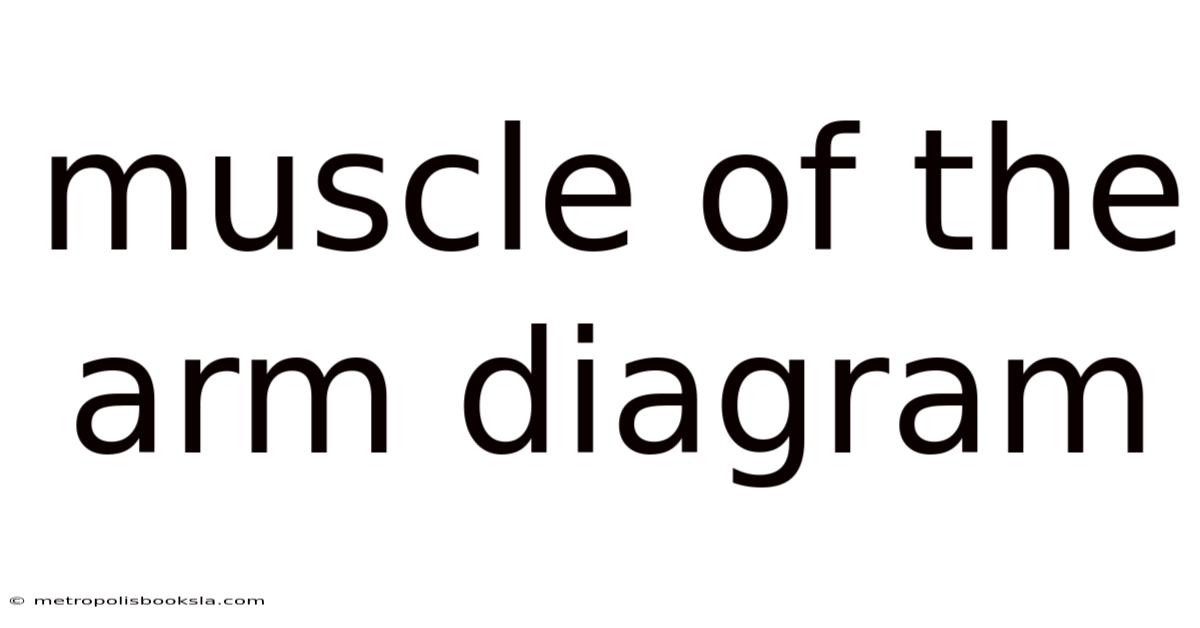 Muscle Of The Arm Diagram