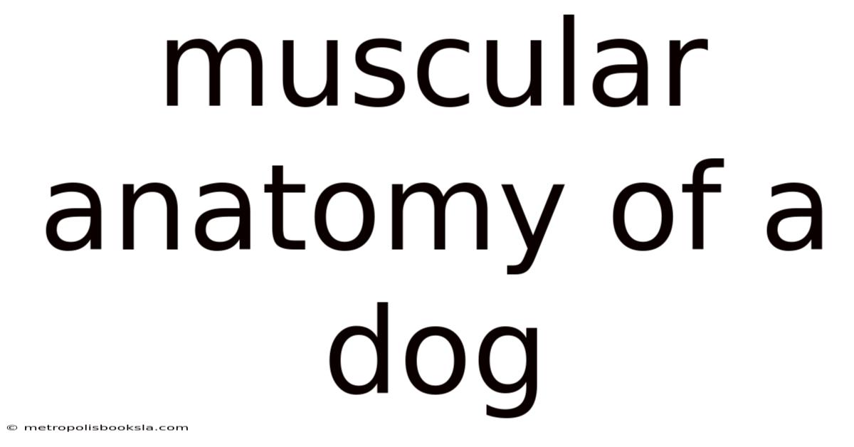 Muscular Anatomy Of A Dog