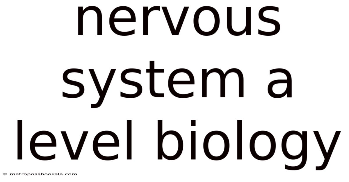 Nervous System A Level Biology