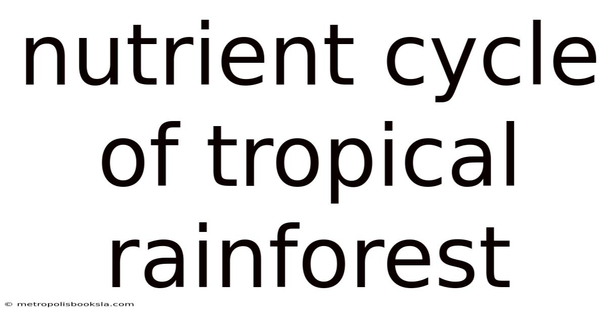 Nutrient Cycle Of Tropical Rainforest