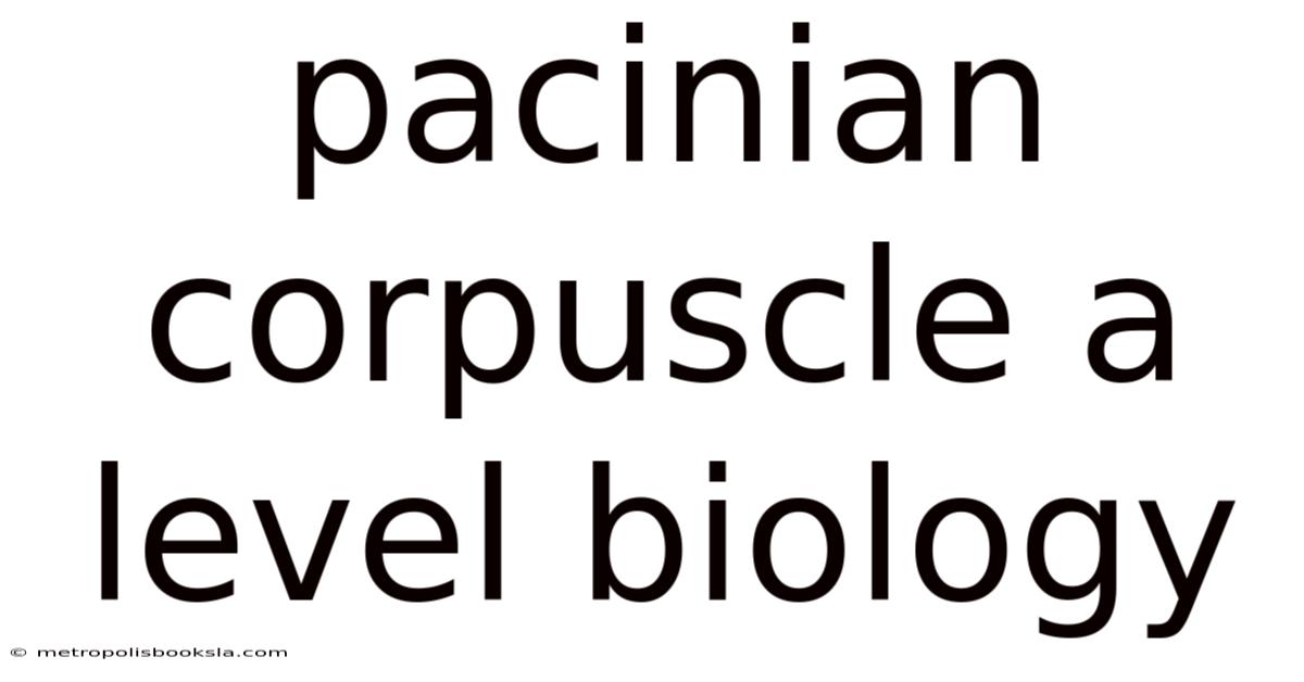 Pacinian Corpuscle A Level Biology