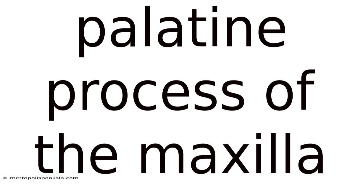 Palatine Process Of The Maxilla