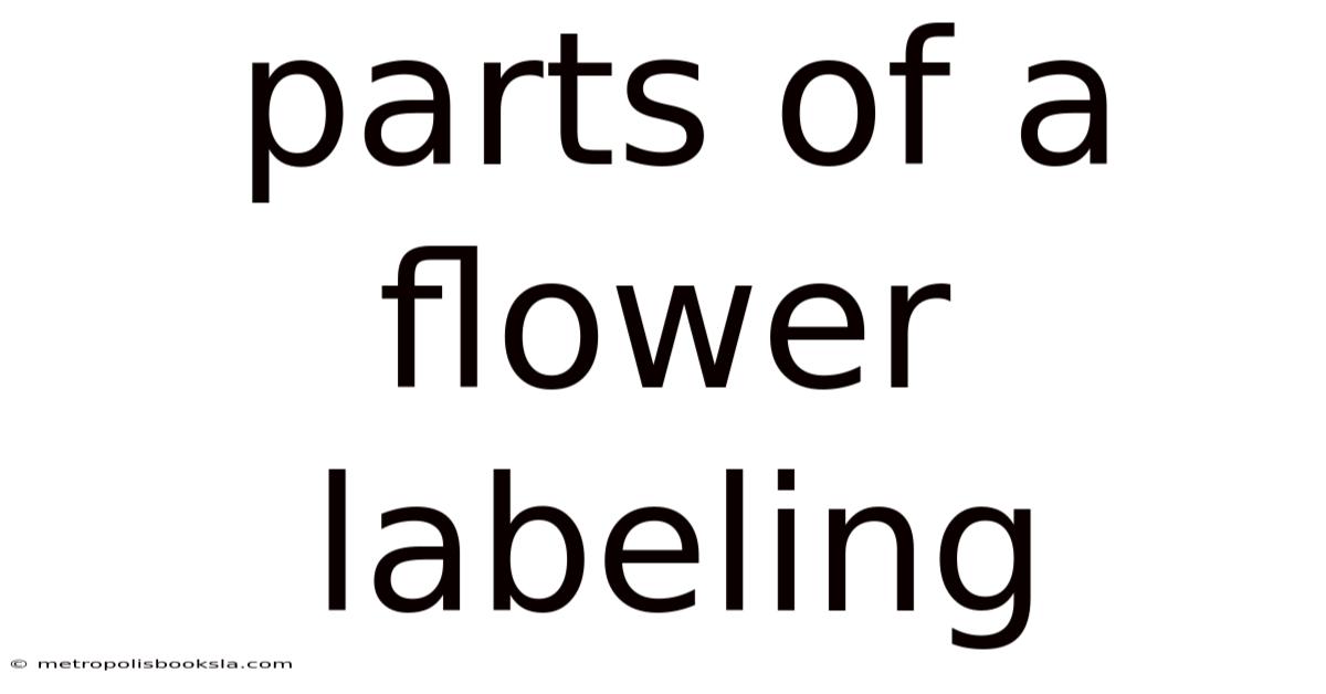Parts Of A Flower Labeling