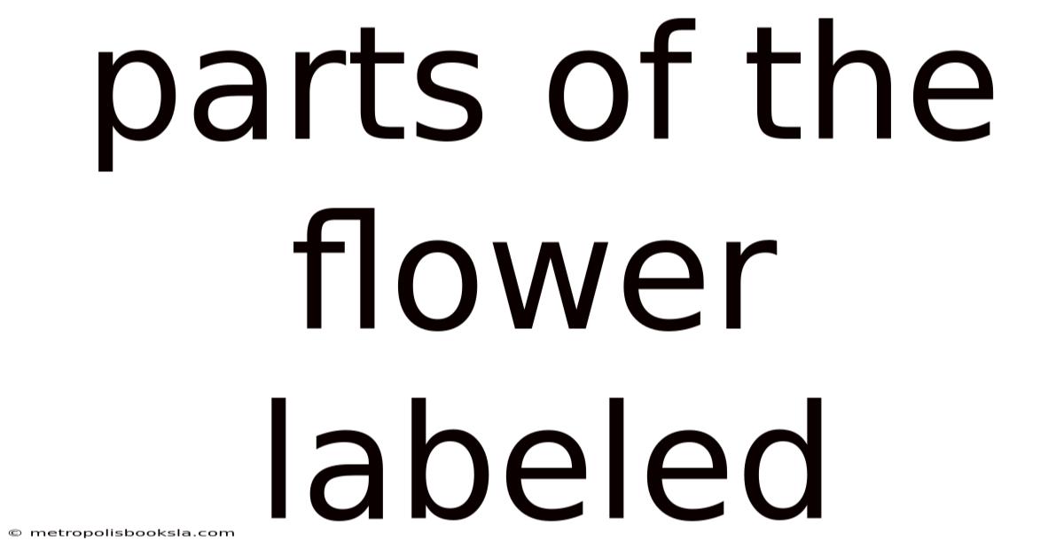 Parts Of The Flower Labeled