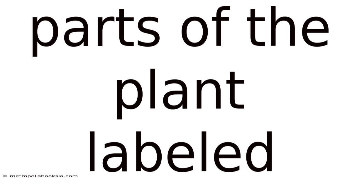Parts Of The Plant Labeled