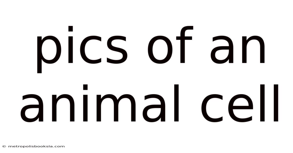 Pics Of An Animal Cell