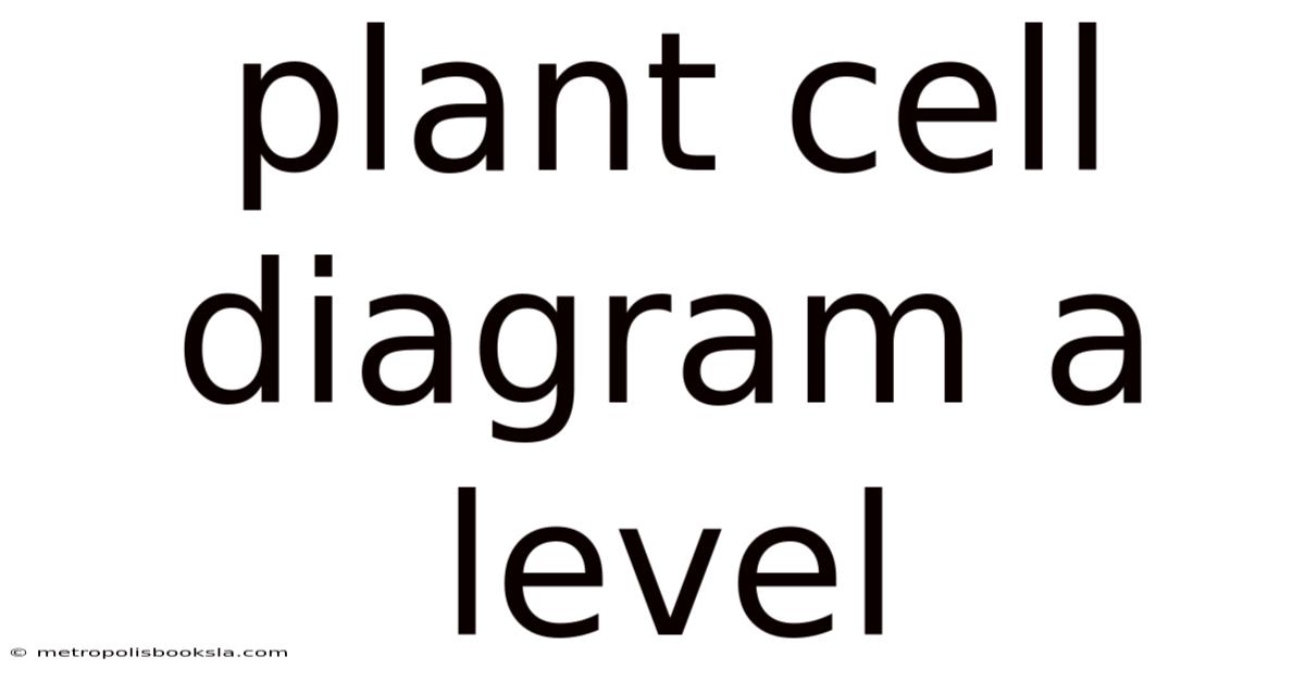 Plant Cell Diagram A Level