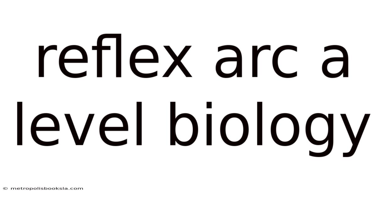 Reflex Arc A Level Biology