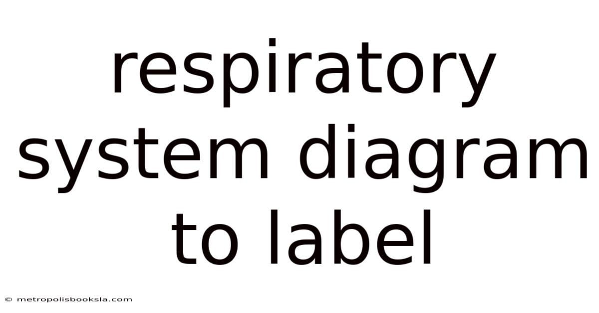 Respiratory System Diagram To Label