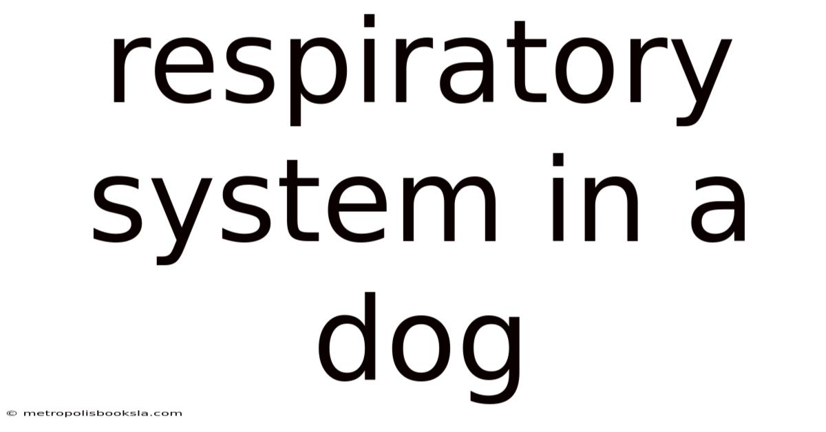 Respiratory System In A Dog
