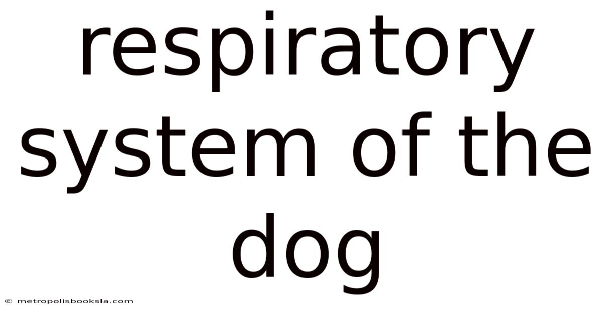 Respiratory System Of The Dog
