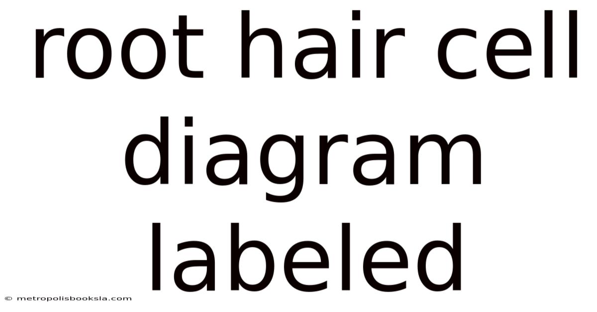 Root Hair Cell Diagram Labeled