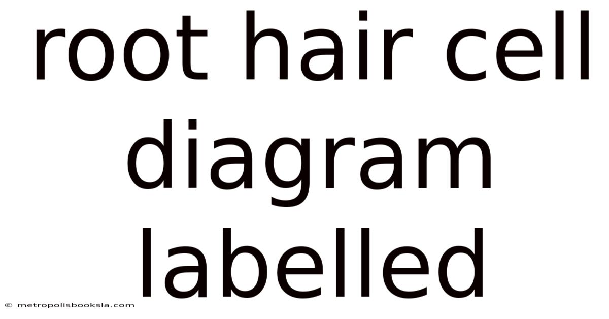Root Hair Cell Diagram Labelled