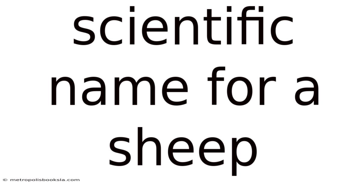 Scientific Name For A Sheep
