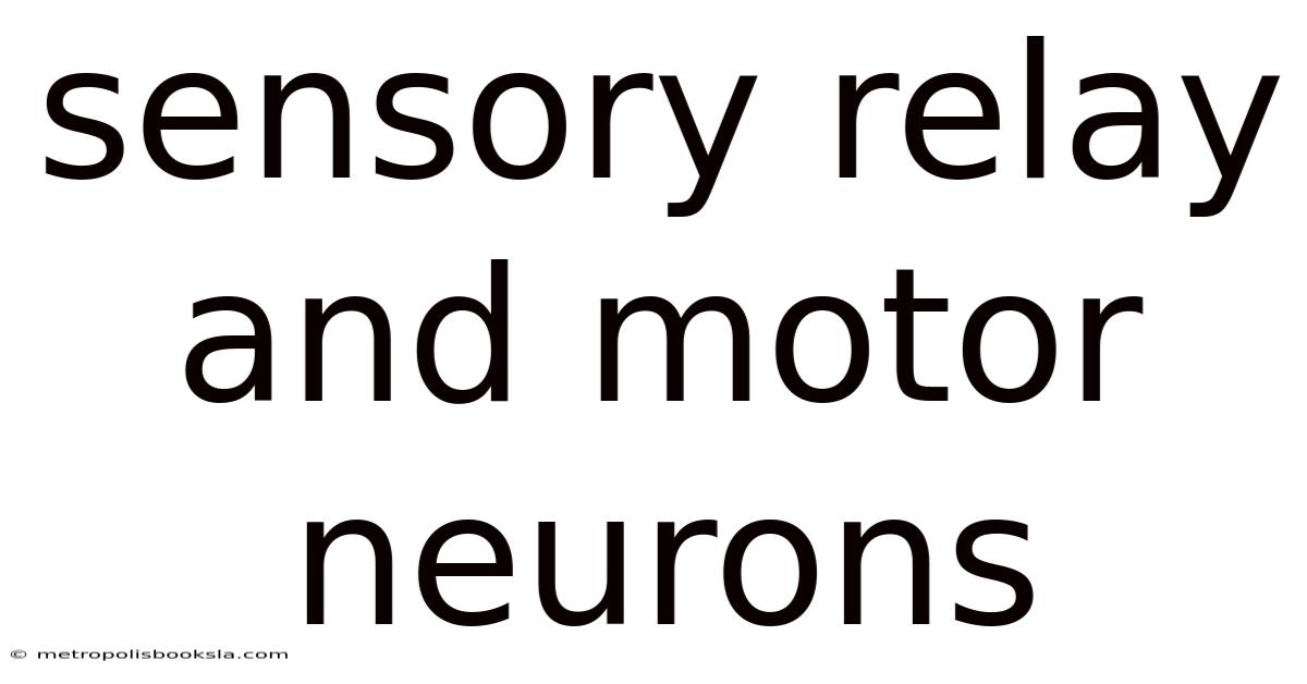 Sensory Relay And Motor Neurons