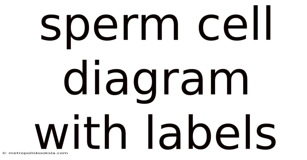 Sperm Cell Diagram With Labels