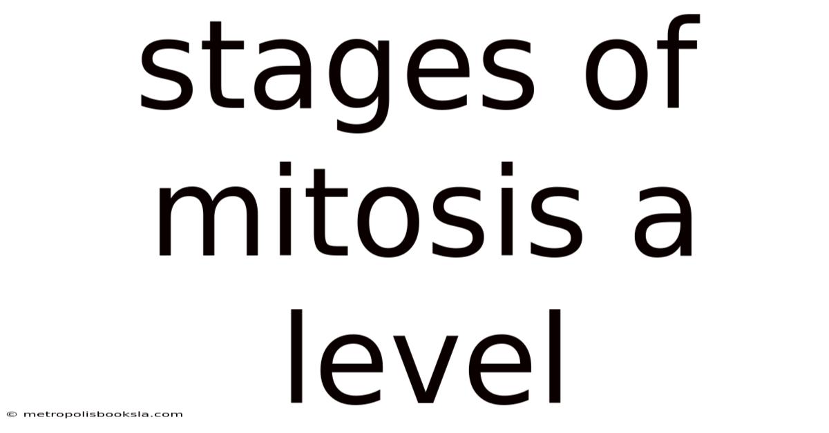 Stages Of Mitosis A Level
