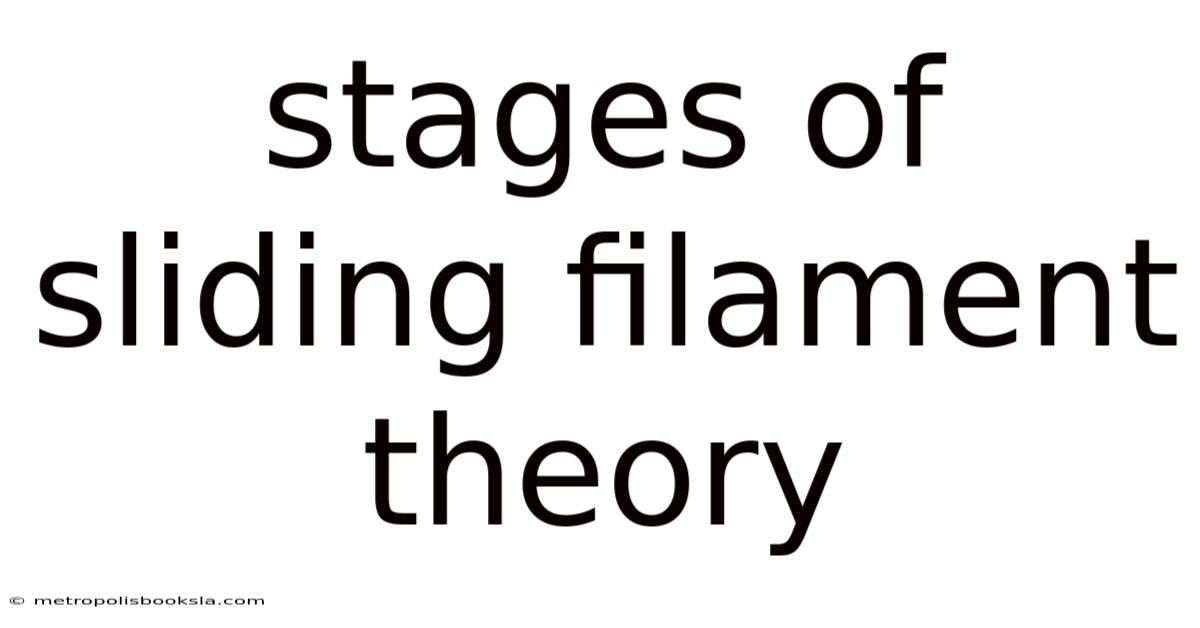 Stages Of Sliding Filament Theory