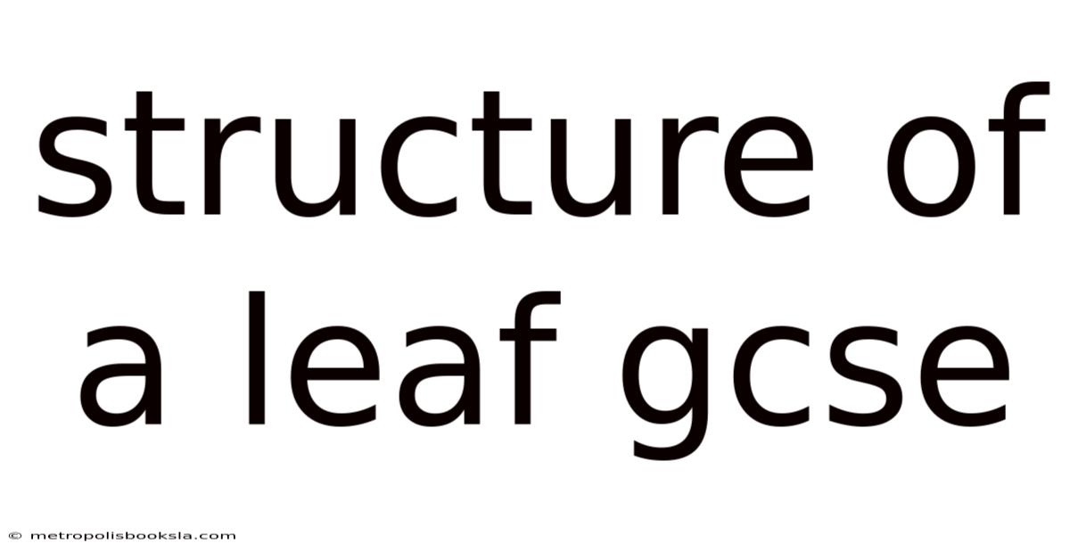 Structure Of A Leaf Gcse