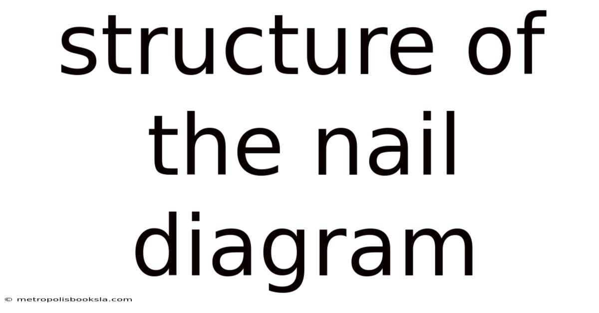 Structure Of The Nail Diagram