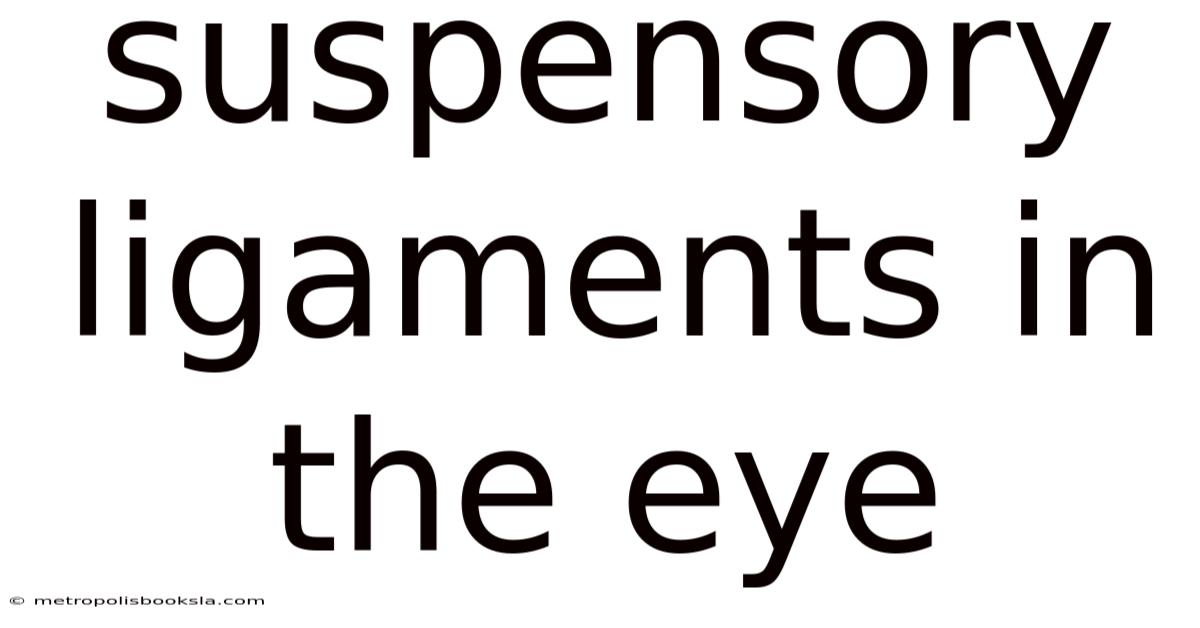 Suspensory Ligaments In The Eye