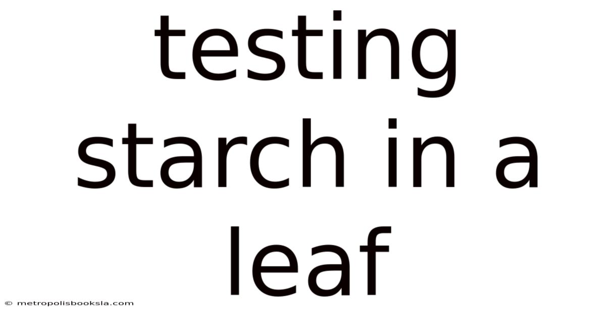 Testing Starch In A Leaf