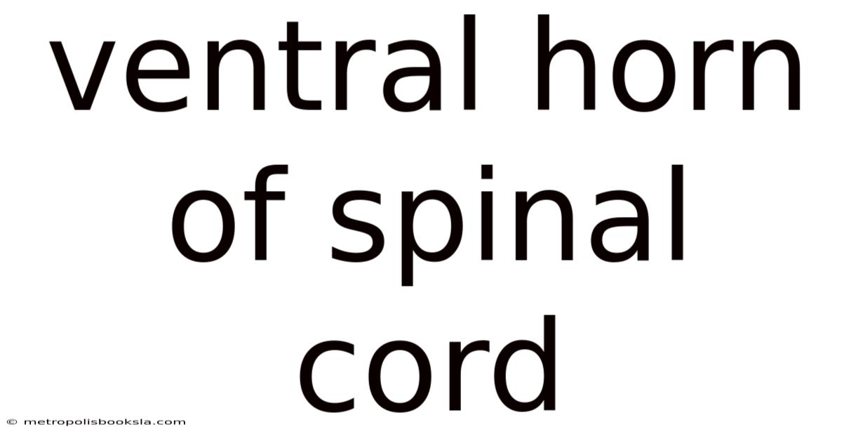 Ventral Horn Of Spinal Cord