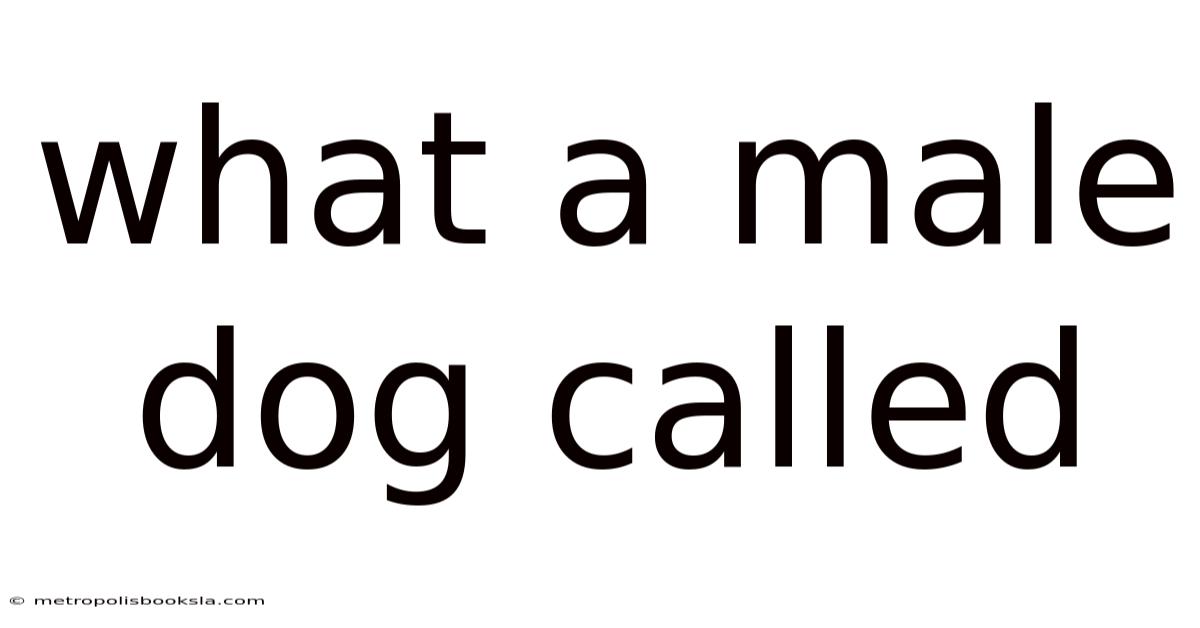 What A Male Dog Called
