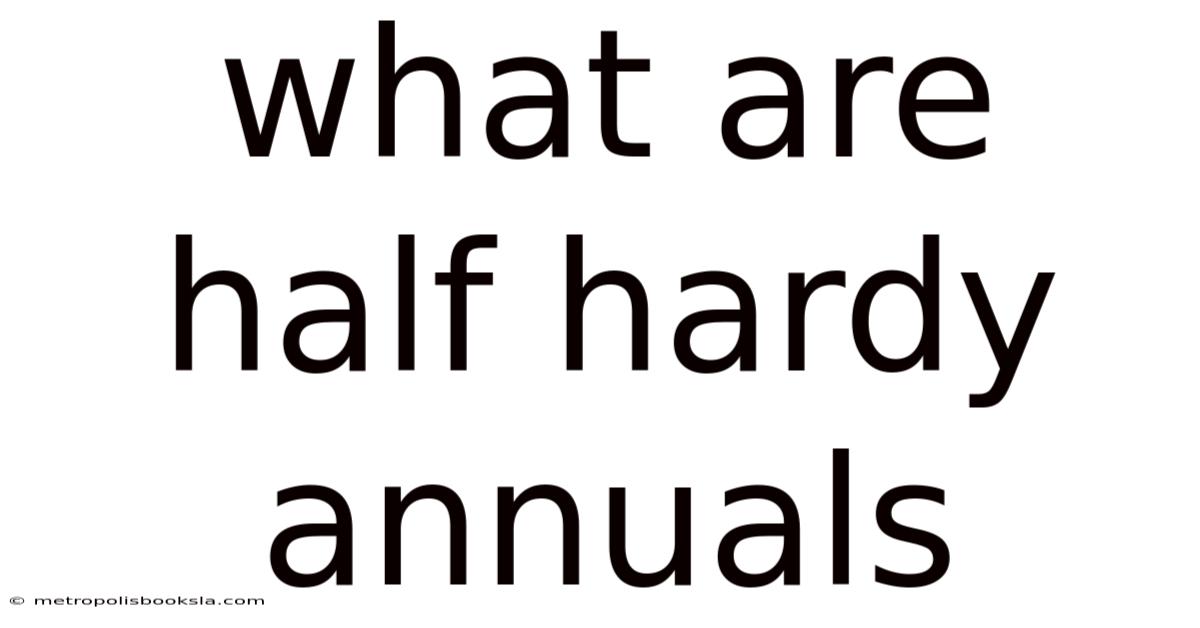 What Are Half Hardy Annuals