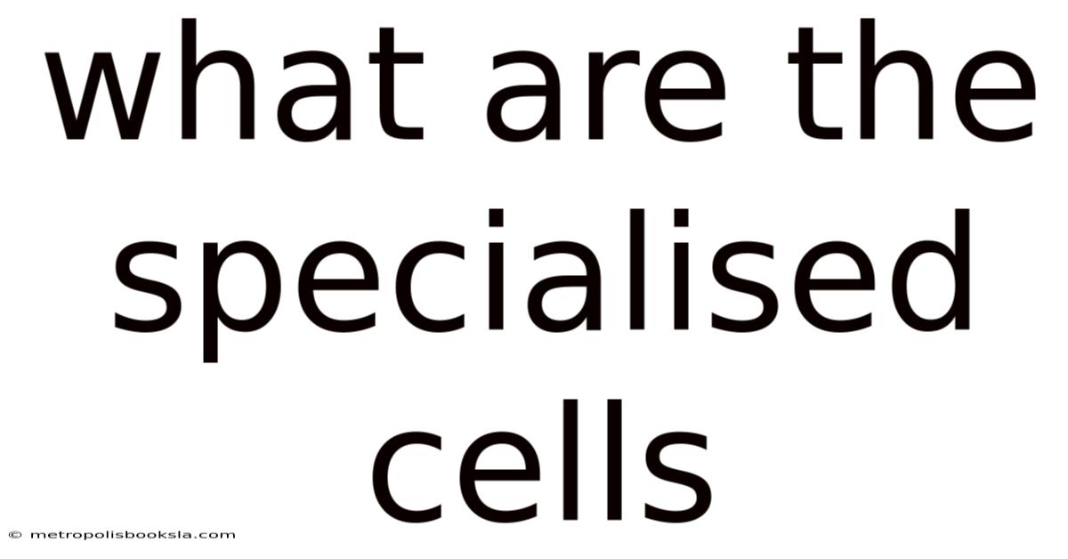 What Are The Specialised Cells