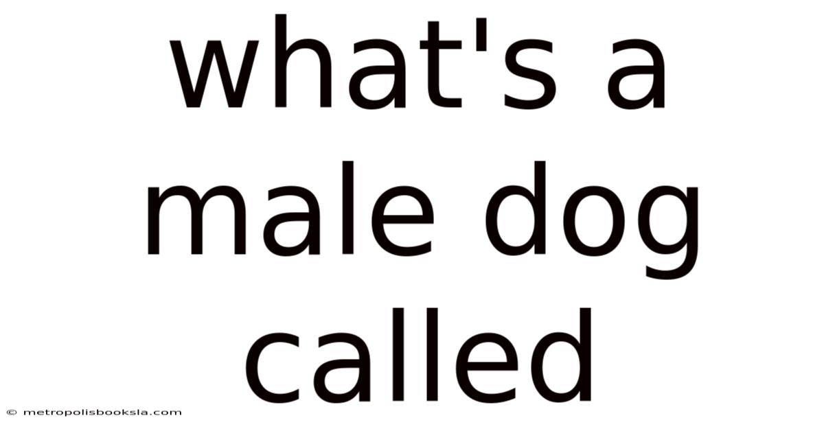 What's A Male Dog Called