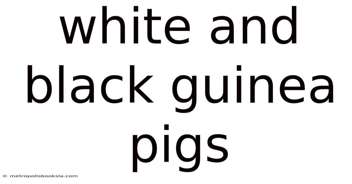 White And Black Guinea Pigs