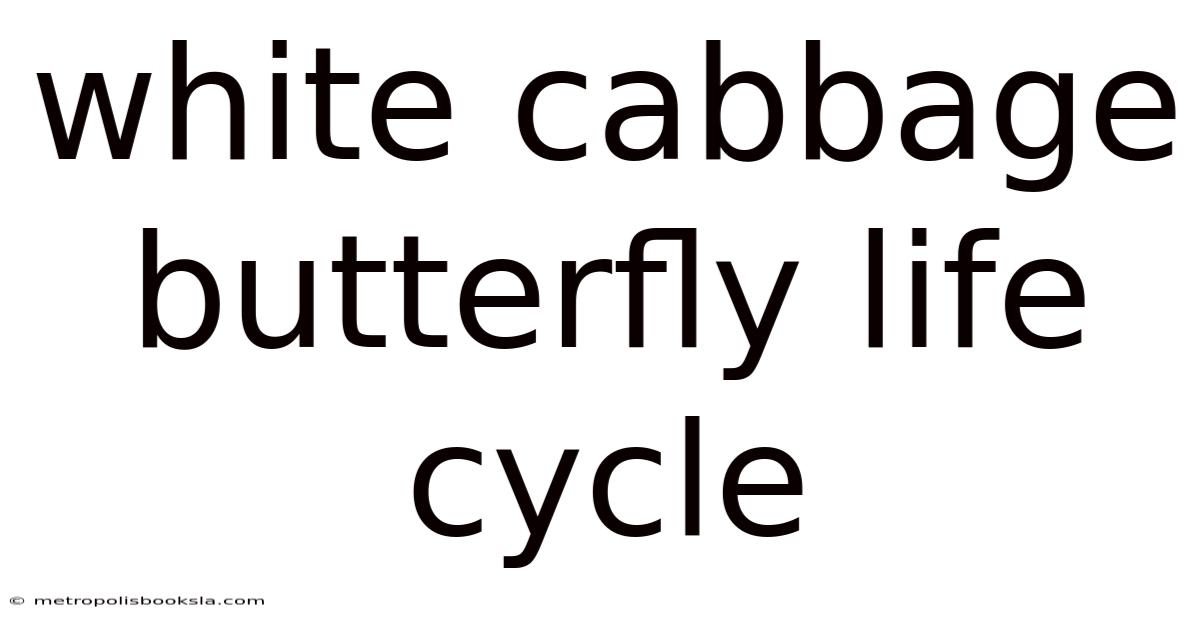 White Cabbage Butterfly Life Cycle